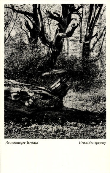 Postcard Neuenburg Zetel in Oldenburg Friesland, Neuenburg Urwald