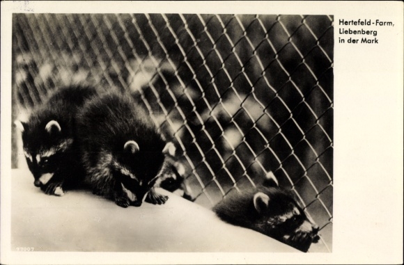 Postcard Liebenberg Löwenberger Land, Hertefeld Farm, raccoons, young animals