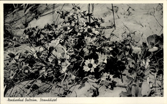 Postcard Insel Baltrum in Ostfriesland, Stranddistel