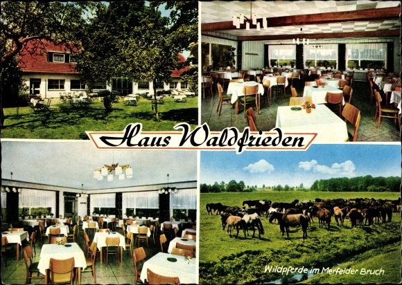 KP Dülmen w Münsterland, Haus Waldfrieden, dzikie konie w Merfelder Bruch