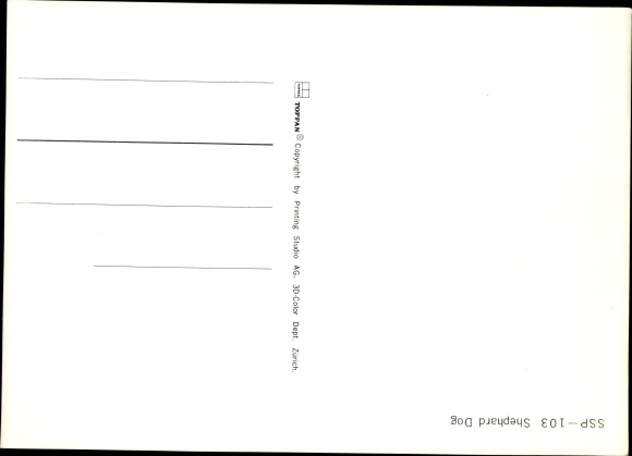 3 D Postcard Shepherd and two kittens