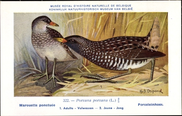 Artist Postcard Dupond, Hub., Marouette ponctuee, Porceleinhoer, No. 322