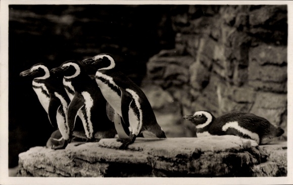 Postcard Hamburg Eimsbüttel Stellingen, Hagenbeck Zoo, South Polar Panorama, Gentoo Penguins