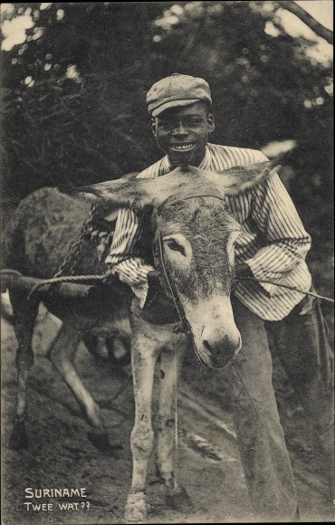 Postcard Suriname, boy with donkey