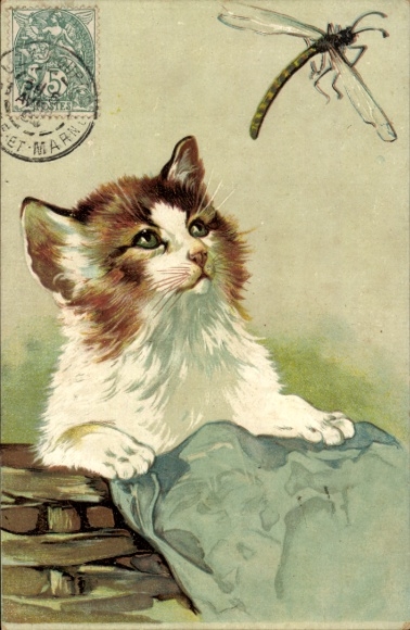 Postcard kitten watching a dragonfly