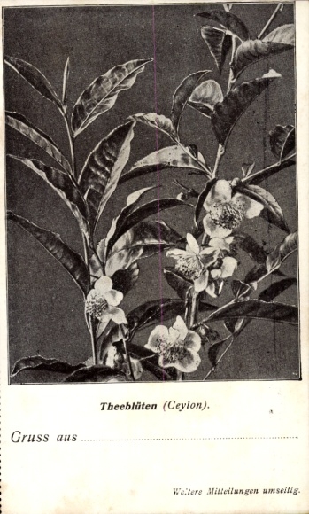 Postcard Ceylon Sri Lanka, tea flowers