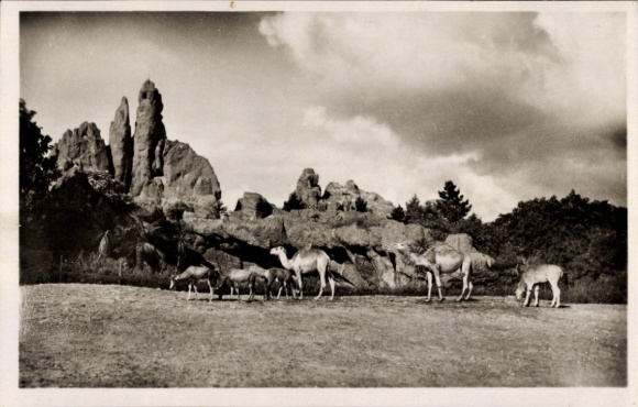 Postcard Hamburg Stellingen, Carl Hagenbeck's Zoo, African Steppe