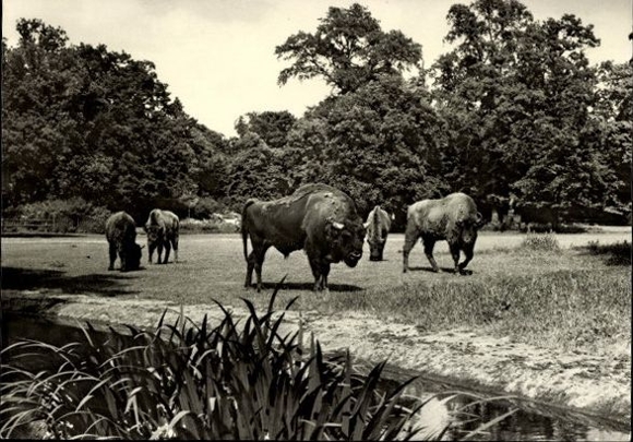 10 old Postcard different animals, buffalo, ibex, giraffe, zebra, bison