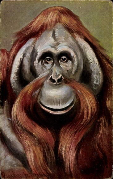 Kunstenaar Ak Donadini, Antonio Ermenegildo, orang-oetan, portret
