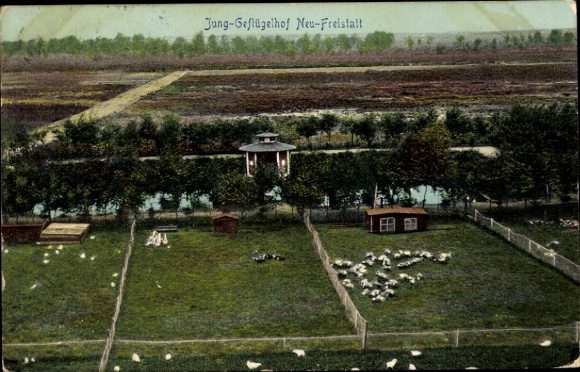 Postcard Freistatt in Lower Saxony, young poultry farm Neu-Freistatt