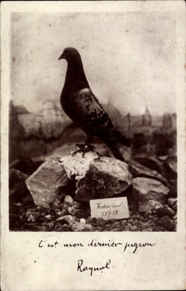 Postcard C'est mon dernier pigeon, Raynal, carrier pigeon, I. WW