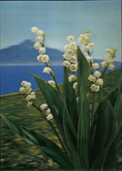 3 D Postcard Maybells, Lily of the Valley