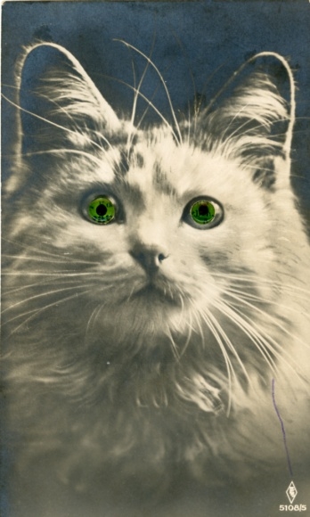 Postcard cat with green eyes, animal portrait