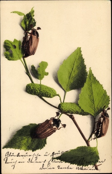 Postcard cockchafer, branch, leaves