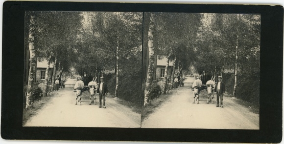 Stereo photo Montsauche-les-Settons Nièvre, street scene, cattle cart