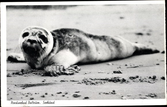 Postcard Insel Baltrum in Ostfriesland, seal