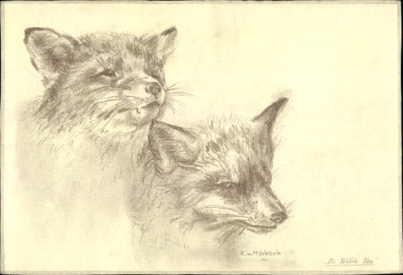 Artist Postcard Van Merkerk, E., Foxes