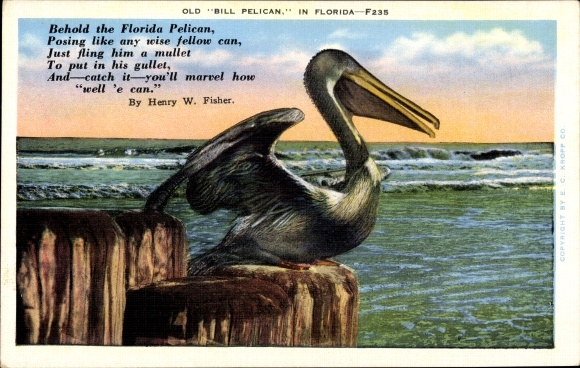 Postcard Florida USA, Old Bill Pelican, Pelican