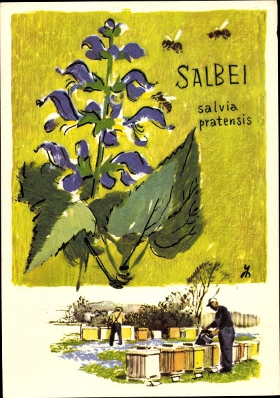 Artist Postcard Beekeeping around the world, Healing sage gives rich forage in USA