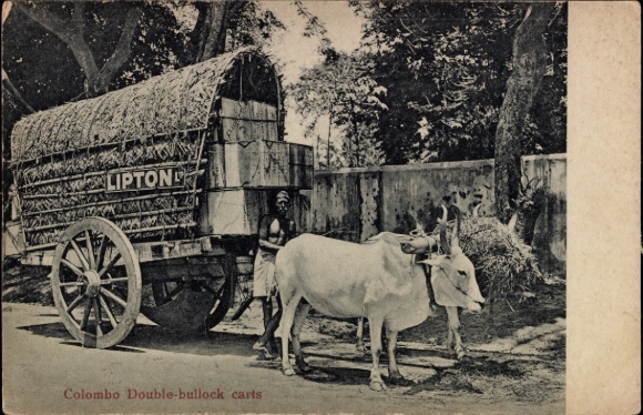 Ak Colombo Ceylon Sri Lanka, LIPTON, Colombo Double-bullock carts, Landwirtschaft, Ochsenwagen