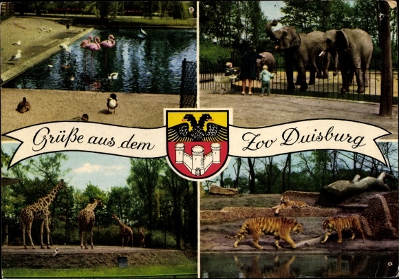 Postcard Duisburg in the Ruhr area, zoo, flamingos, elephants, tigers, giraffes