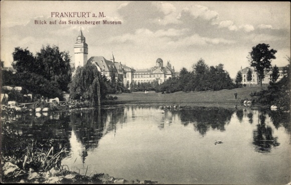 Ak Frankfurt am Main, Senckenberger Museum, Parklandschaft, Teich