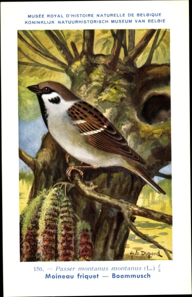 Artist PC Dupond, Hub., Passer montanus, ringmus