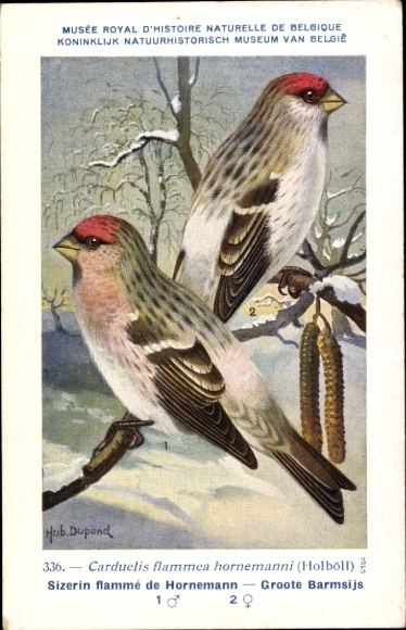 Künstler Ak Dupond, Hub., Sizerin flamme de Hornemann, Groote Barmsijs, Nr 336