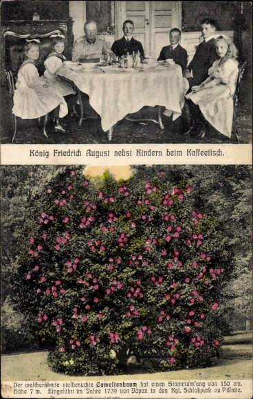 PC Dresden Northeast Pillnitz, King Friedrich August III. of Saxony, children, camellia tree