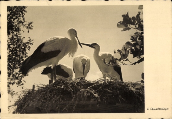 Postcard Storks in a Nest
