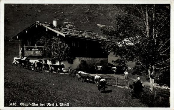 Postcard Reit im Winkl Upper Bavaria, Stapf Alm, cows