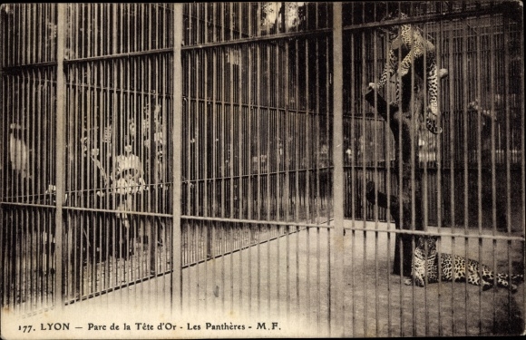 Postcard Lyon Rhône, Parc de la Tete d&#39;Or, Les Pantheres, leopards in the enclosure, visitors