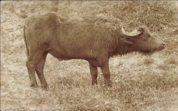 Foto Ak Büffel, Rind