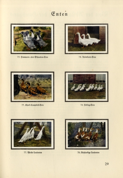 The small animal breeder (Hans vd Nordmark) collecting picture album Muskator, Bergische Kraftfutter-Werke 1