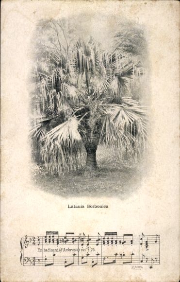 Lied Ak Baum Latania lontaroides, Palme
