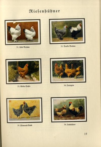 The small animal breeder (Hans vd Nordmark) collecting picture album Muskator, Bergische Kraftfutter-Werke 1