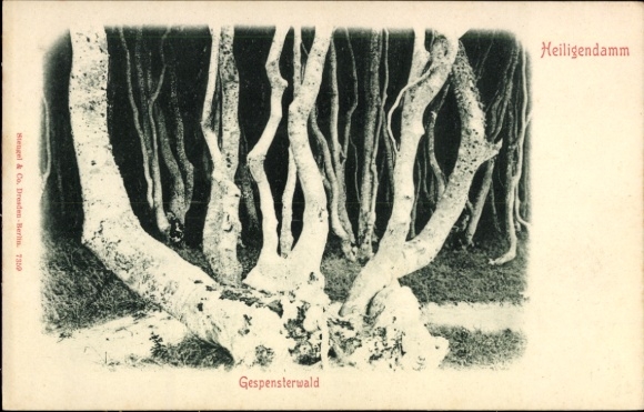Postcard Seebad Heiligendamm Bad Doberan, ghost forest, trees, black and white, stems & co. Dresden-B