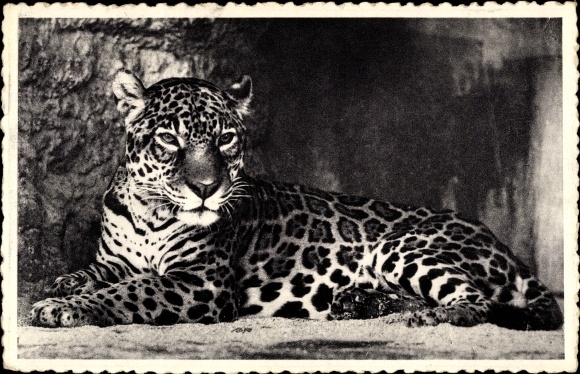 Postcard Anvers Antwerp Flandern, Jardin Zoolique, Jaguar