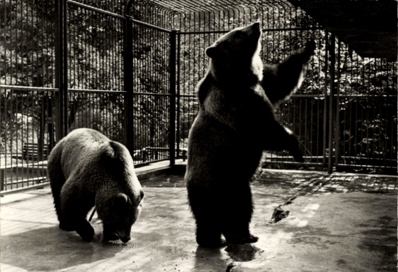 Ak Eberswalde in der Mark, Tierpark Eberswalde, Braunbären