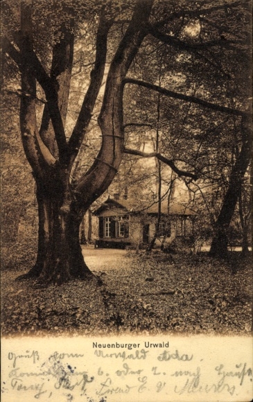 Postcard Neuenburg Zetel in Oldenburg Friesland, Neuenburg jungle, large trees, a house in the background...
