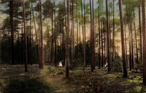 Ak Weißenborn Zwickau in Sachsen, Heinrichsruhe, Wald