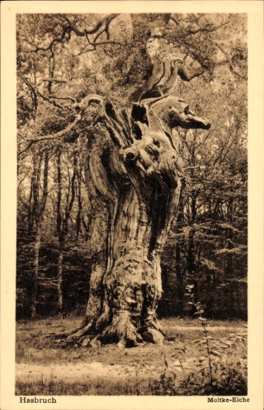 Postcard Hude near Oldenburg, Hasbruch primeval forest, Moltke oak