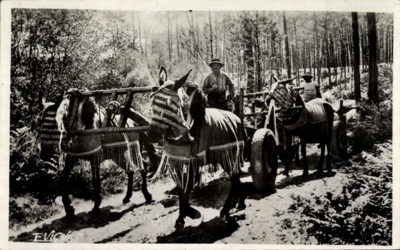 Postcard Wald, Attelage de mules en ete