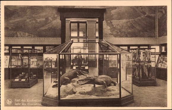 KP Tervuren Tervueren Brabancja Flamandzka Flandria, krokodyle, gablota, muzeum, wystawa, belgijski