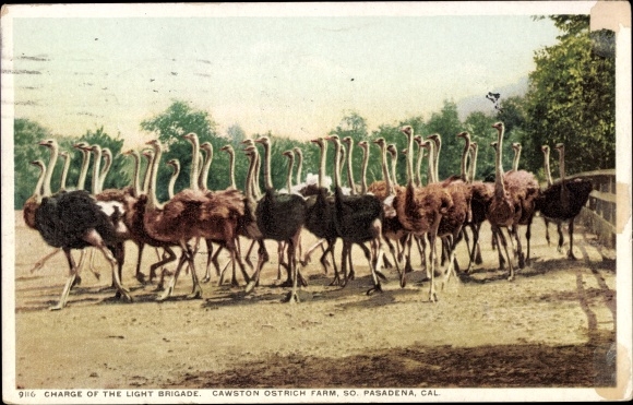 Postcard Pasadena, California, USA, Cawston Ostrich Farm, Light Brigade Assault