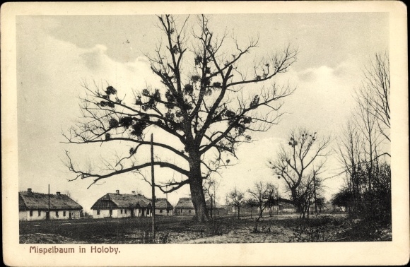 Ak Holoby Ukraine, sectie met een mispelboom