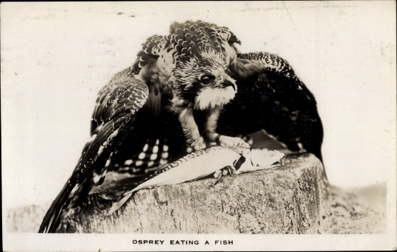 Postcard Osprey eating a fish, Osprey