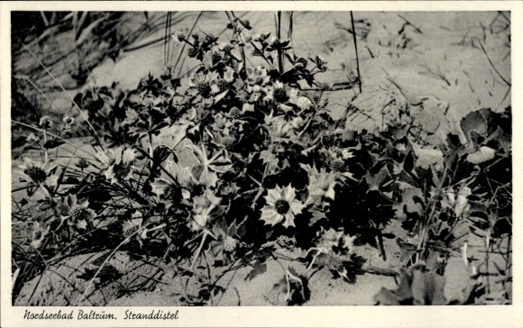 Postcard Insel Baltrum in Ostfriesland, Stranddistel