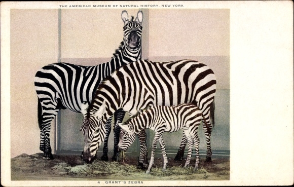 PC New York USA, American Museum of Natural History, Grant&#39;s Zebras