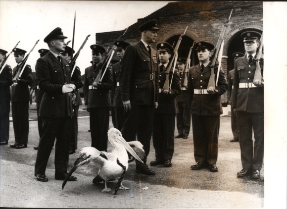 Photo Le Pelican passe les Young Soldiers en Revue, Mascotte, Royal Air Force